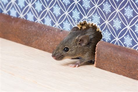 12 Häufige Fragen und Antworten über Mäuse im Haus